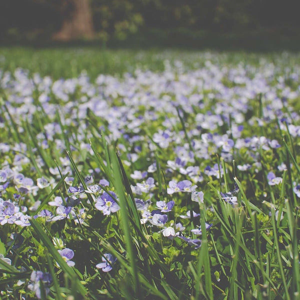 Spring Cleaning Tips for 2020: How To Refresh Your Home