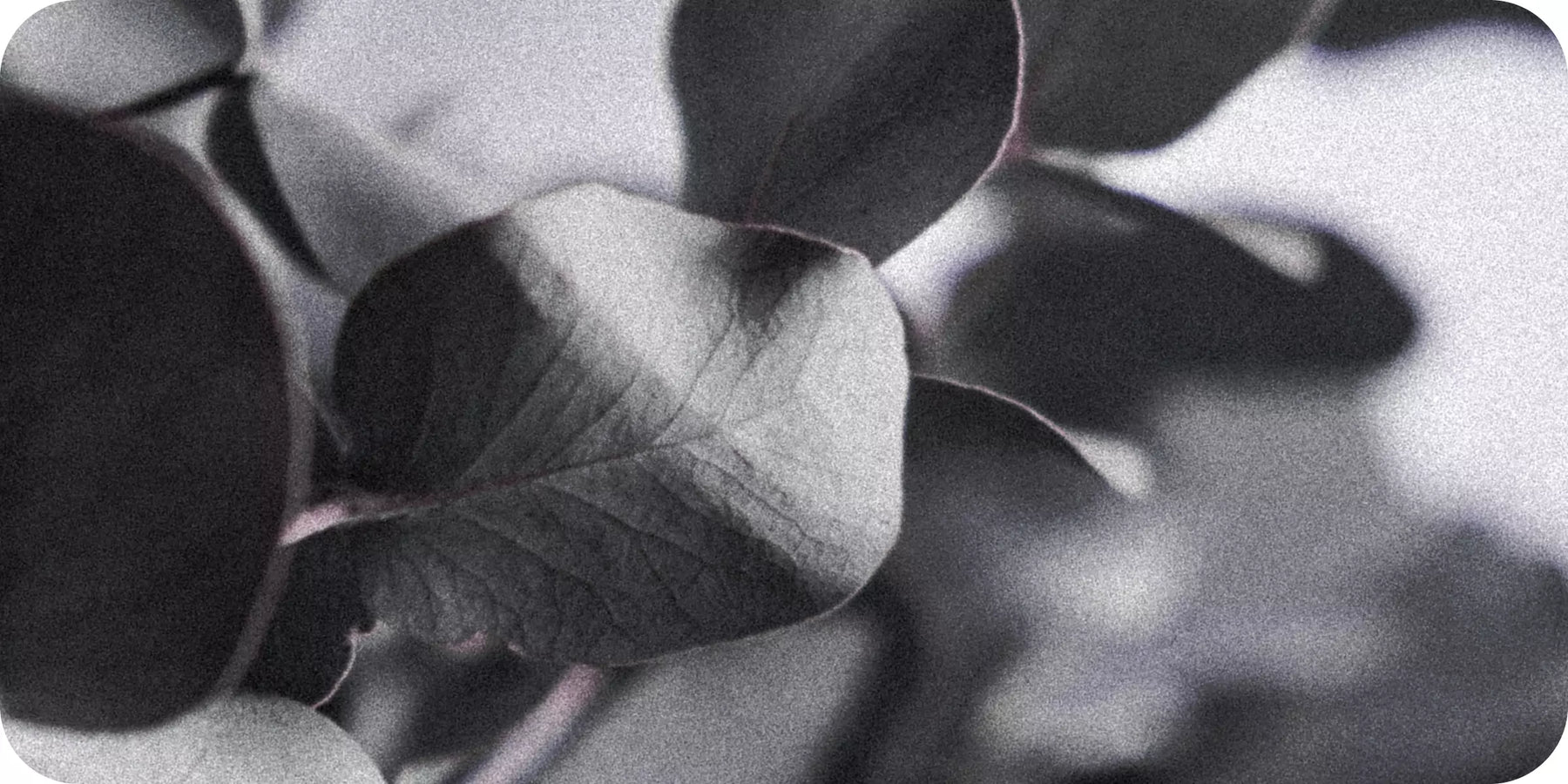 Goldenpeak Super Sustainable Bedding